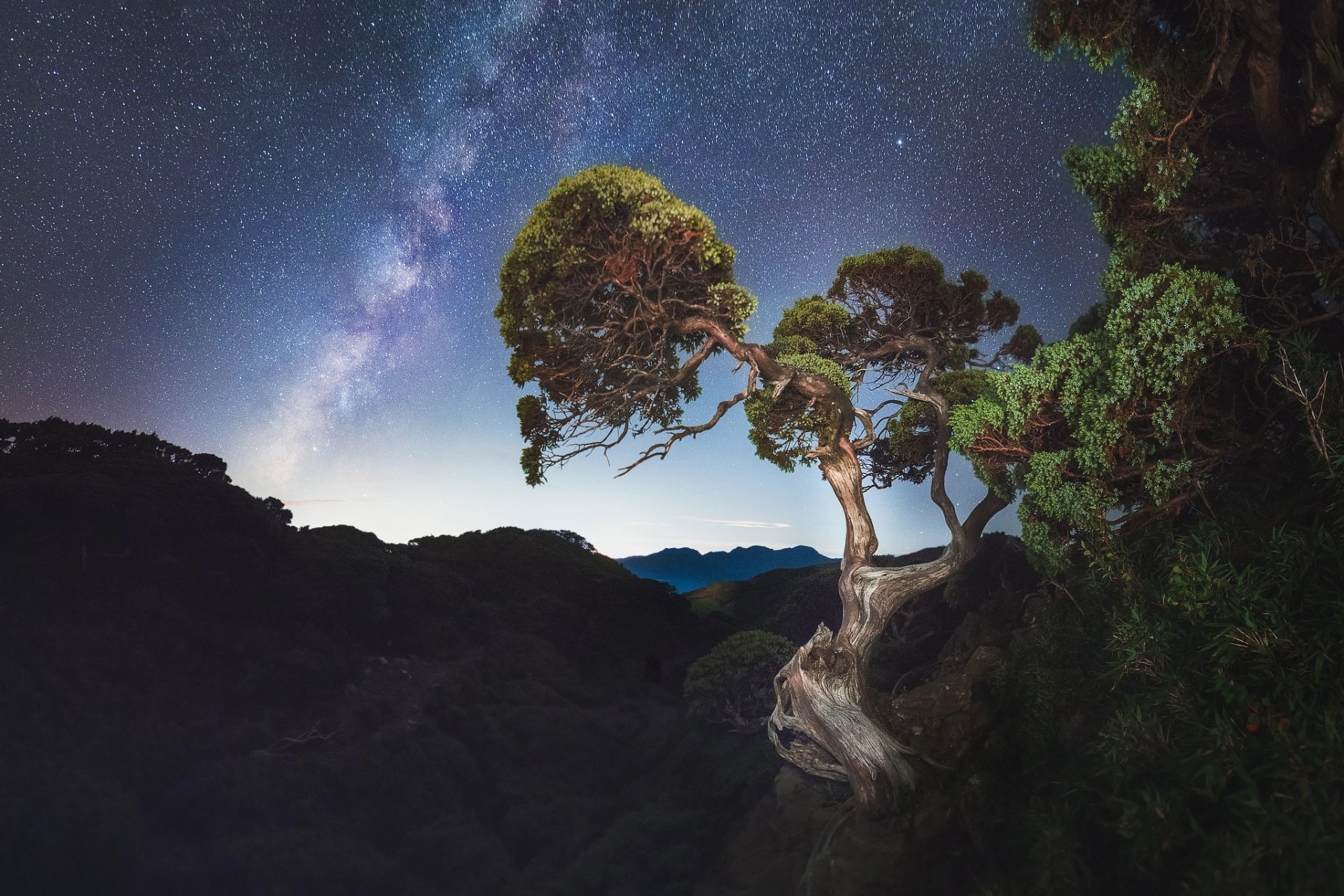Twisted tree stands against a starry night sky with the Milky Way stretching across, captured in HD as a striking nature desktop wallpaper background.