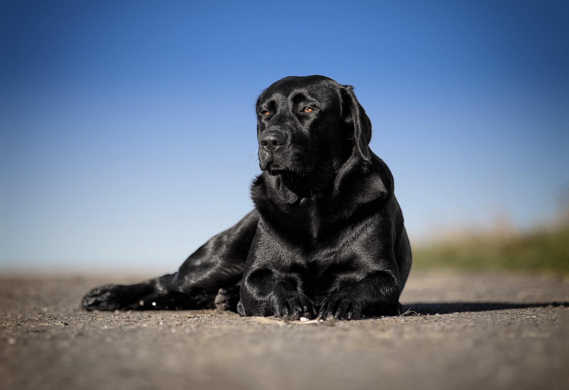 Download Depth Of Field Dog Animal Labrador Retriever HD Wallpaper