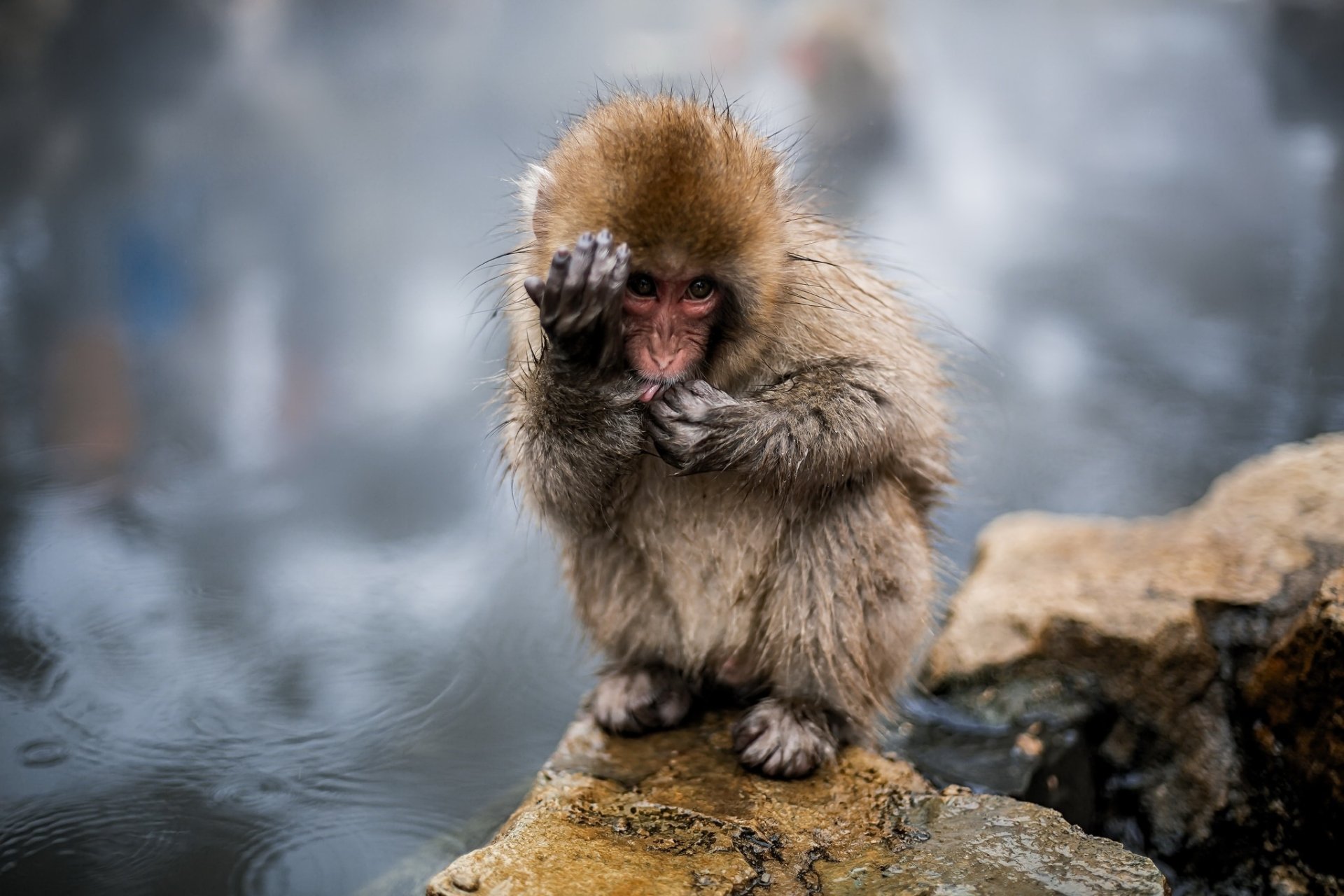 Download Primate Baby Animal Monkey Animal Japanese Macaque Snow Monkey