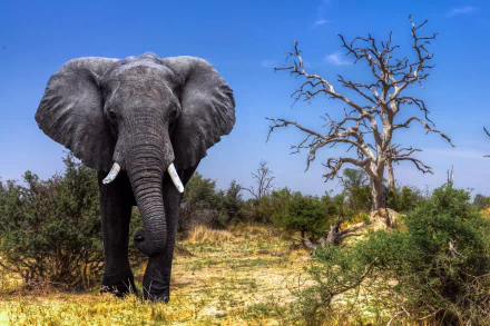 HD desktop wallpaper featuring a majestic African bush elephant standing in a dry savanna landscape under a clear blue sky.