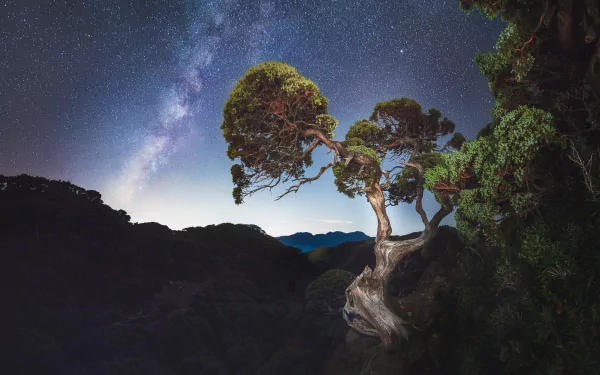 Twisted tree stands against a starry night sky with the Milky Way stretching across, captured in HD as a striking nature desktop wallpaper background.