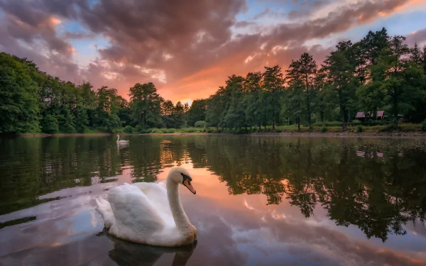 A mute swan glides gracefully across a lake at sunset, its reflection mirrored on the water amid a scenic backdrop of trees and colorful clouds.