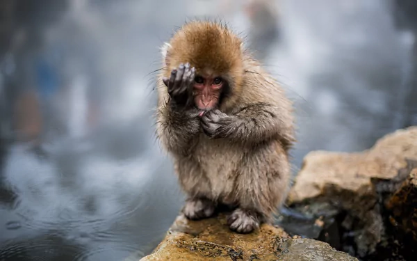 HD desktop wallpaper of a baby Japanese macaque, or snow monkey, sitting on a rock with a blurred natural background.