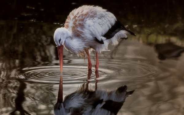 Animal White stork Birds Storks Stork Bird Reflection Water Wildlife HD Wallpaper | Background Image