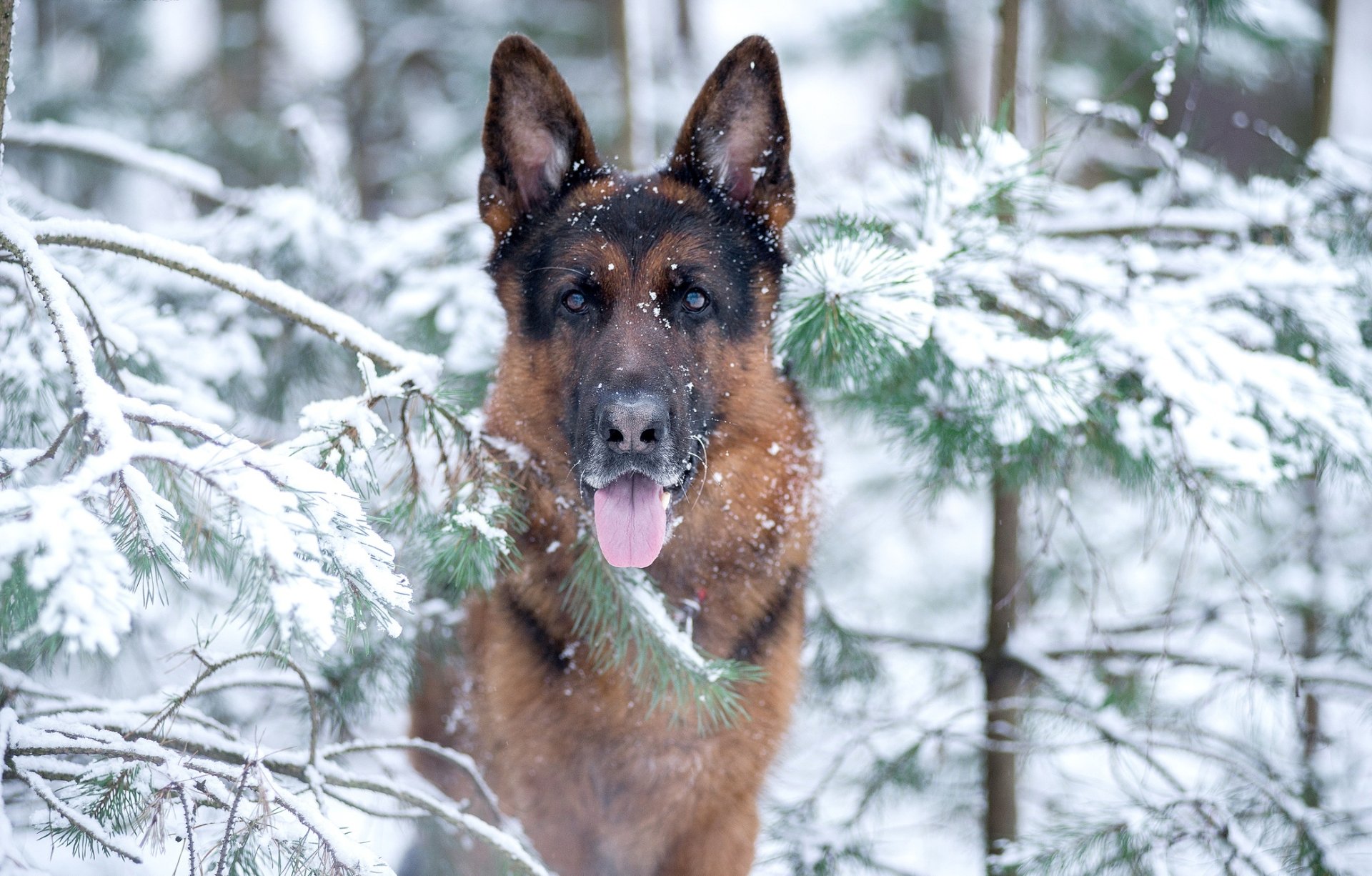 A German Shepherd stands alert among snow-covered pine branches in a winter forest, captured in high definition as a PC desktop wallpaper and background.