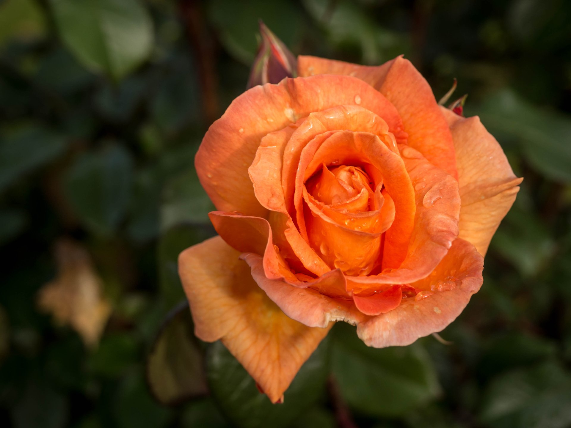 Download Peach Flower Flower Nature Rose 4k Ultra HD Wallpaper