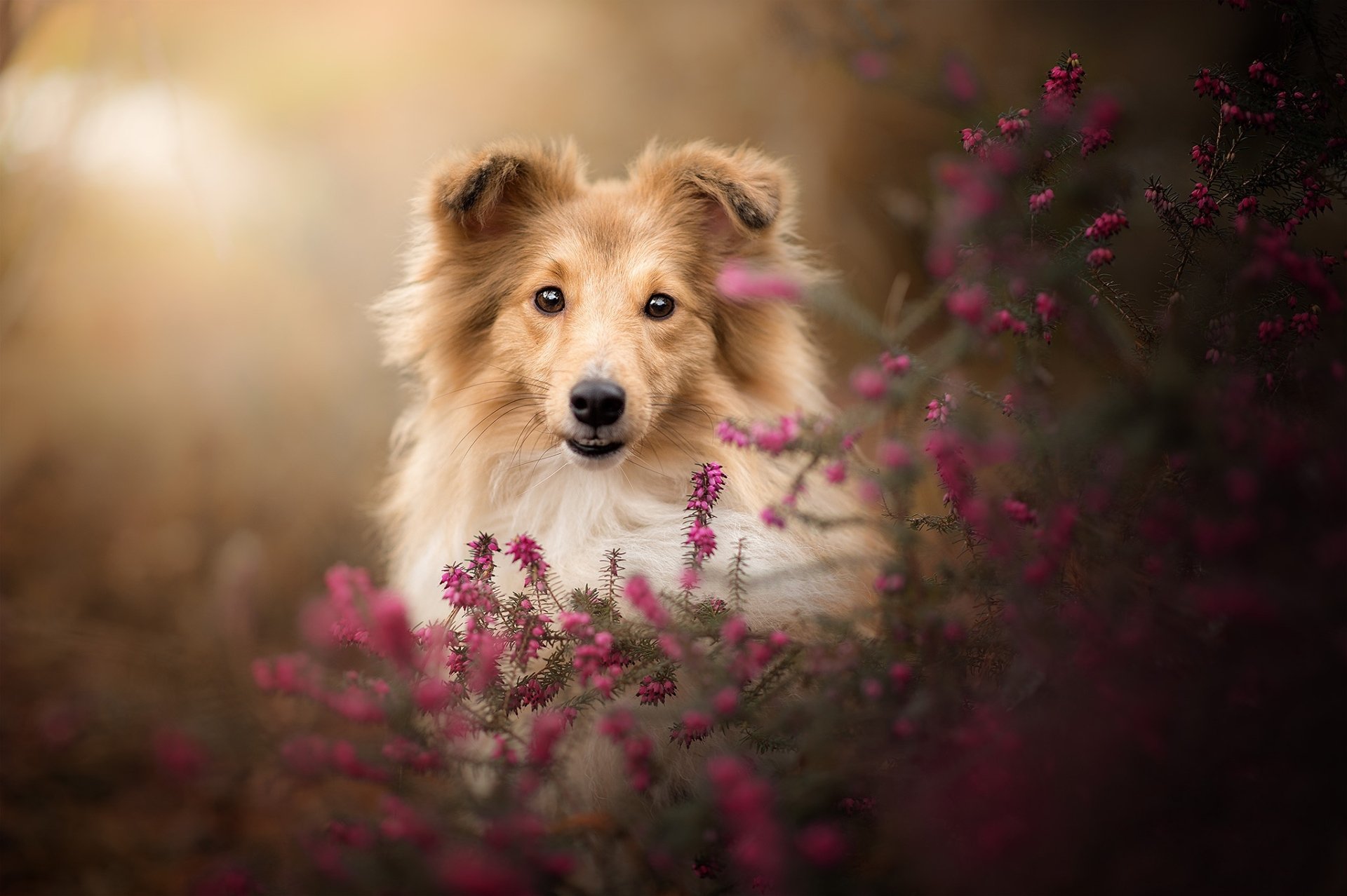 HD PC desktop wallpaper of a Shetland Sheepdog puppy (a baby dog/animal) peeking through pink wildflowers with soft golden bokeh background.