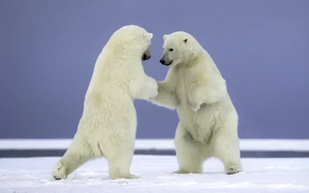  Two Polar Bears Fighting