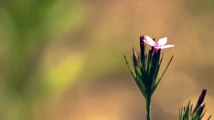 nature flower HD Desktop Wallpaper | Background Image