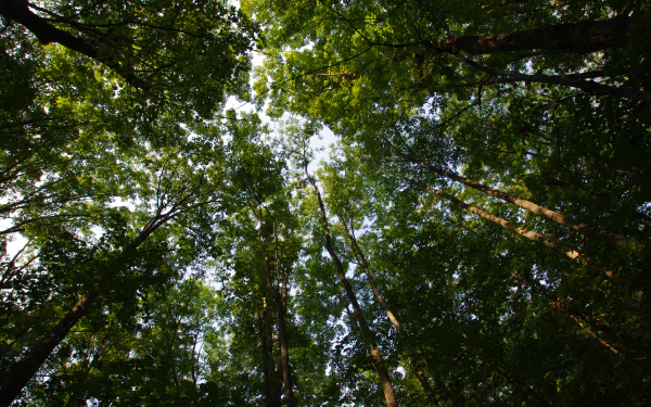 treetops tree nature forest HD Desktop Wallpaper | Background Image