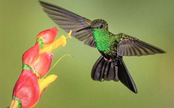 Animal Hummingbird Birds Hummingbirds Bird Flower HD Wallpaper | Background Image