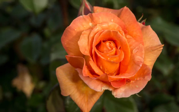  Peach of Perfection Rose