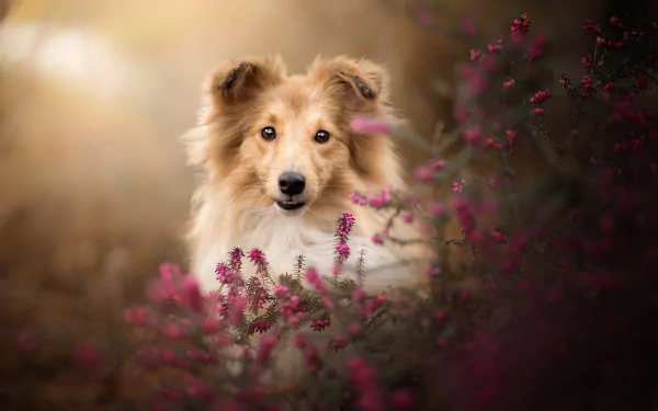 HD PC desktop wallpaper of a Shetland Sheepdog puppy (a baby dog/animal) peeking through pink wildflowers with soft golden bokeh background.
