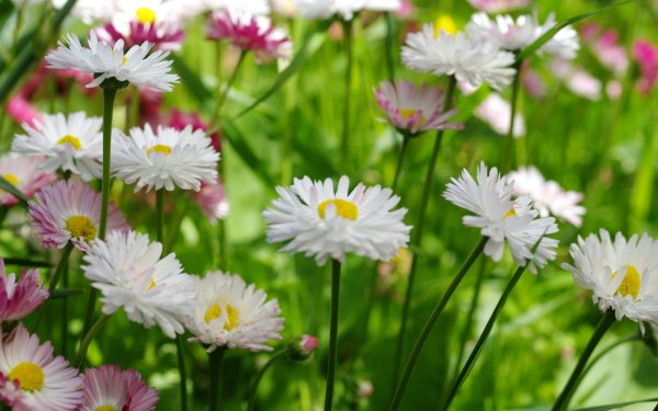 Earth Daisy Flowers Nature Flower White Flower Summer HD Wallpaper | Background Image