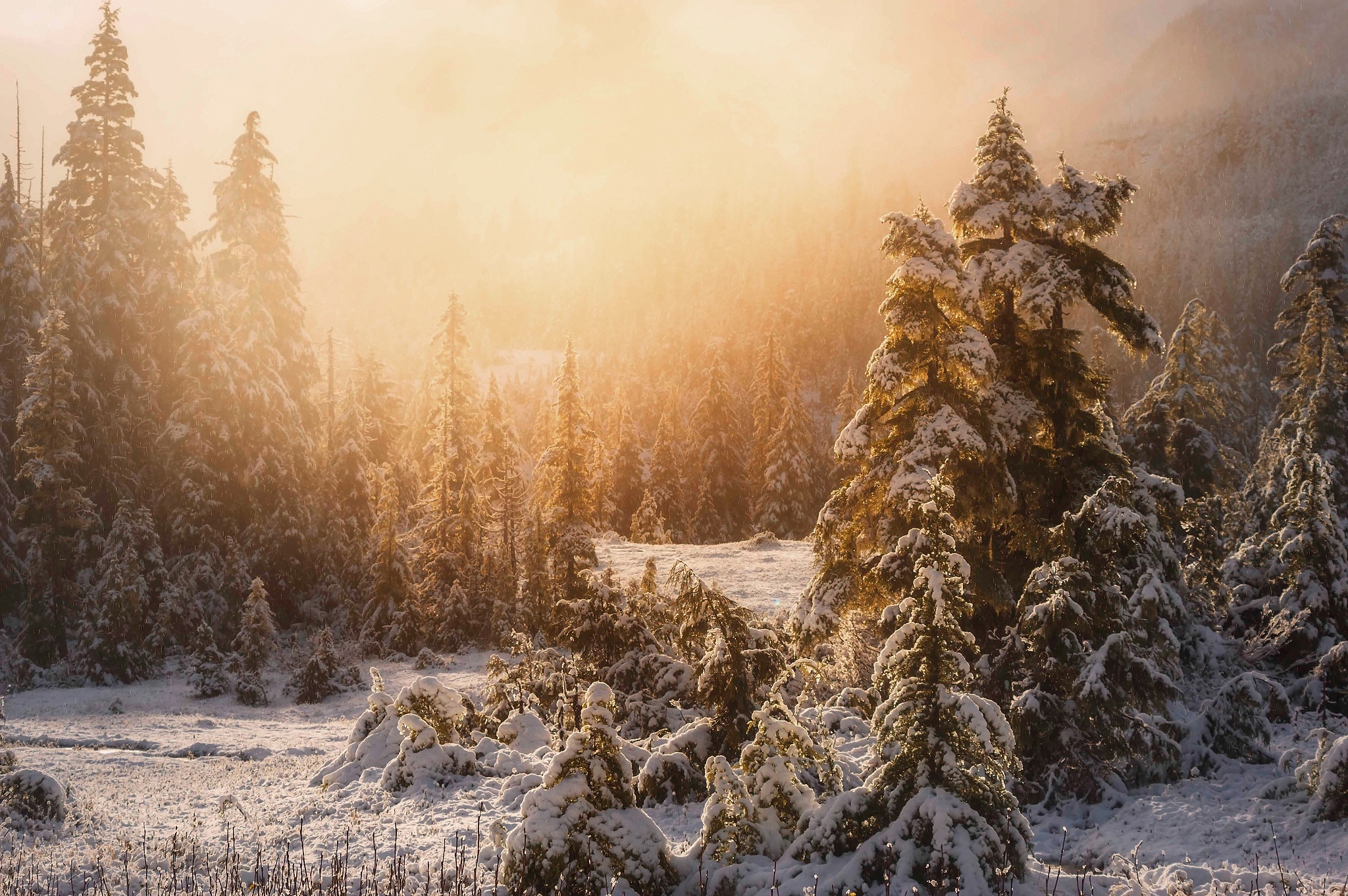 Download Tree Forest Snow Nature Winter HD Wallpaper