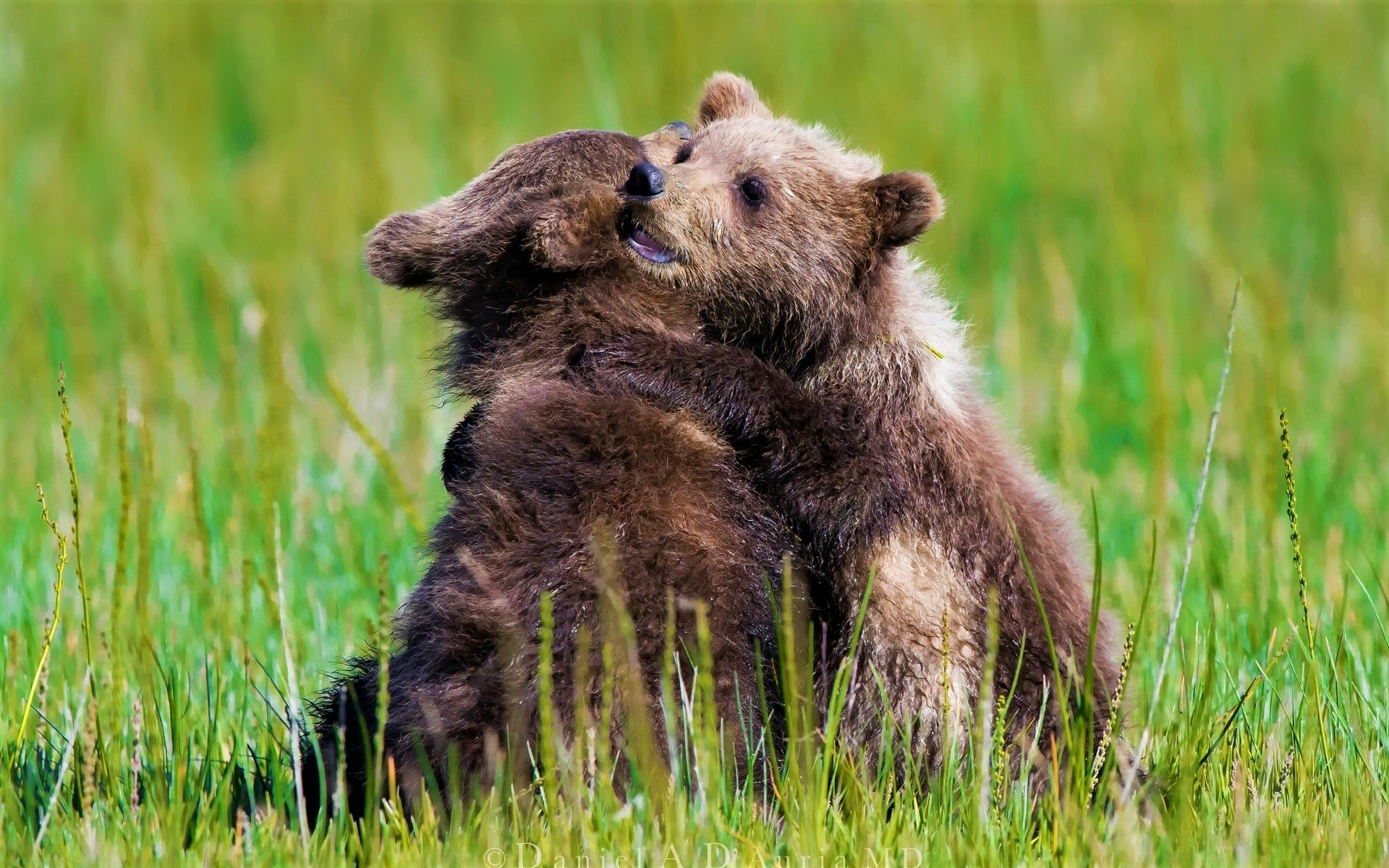 1920x1200 Two Bear Cubs Hugging Wallpaper Background Image. 