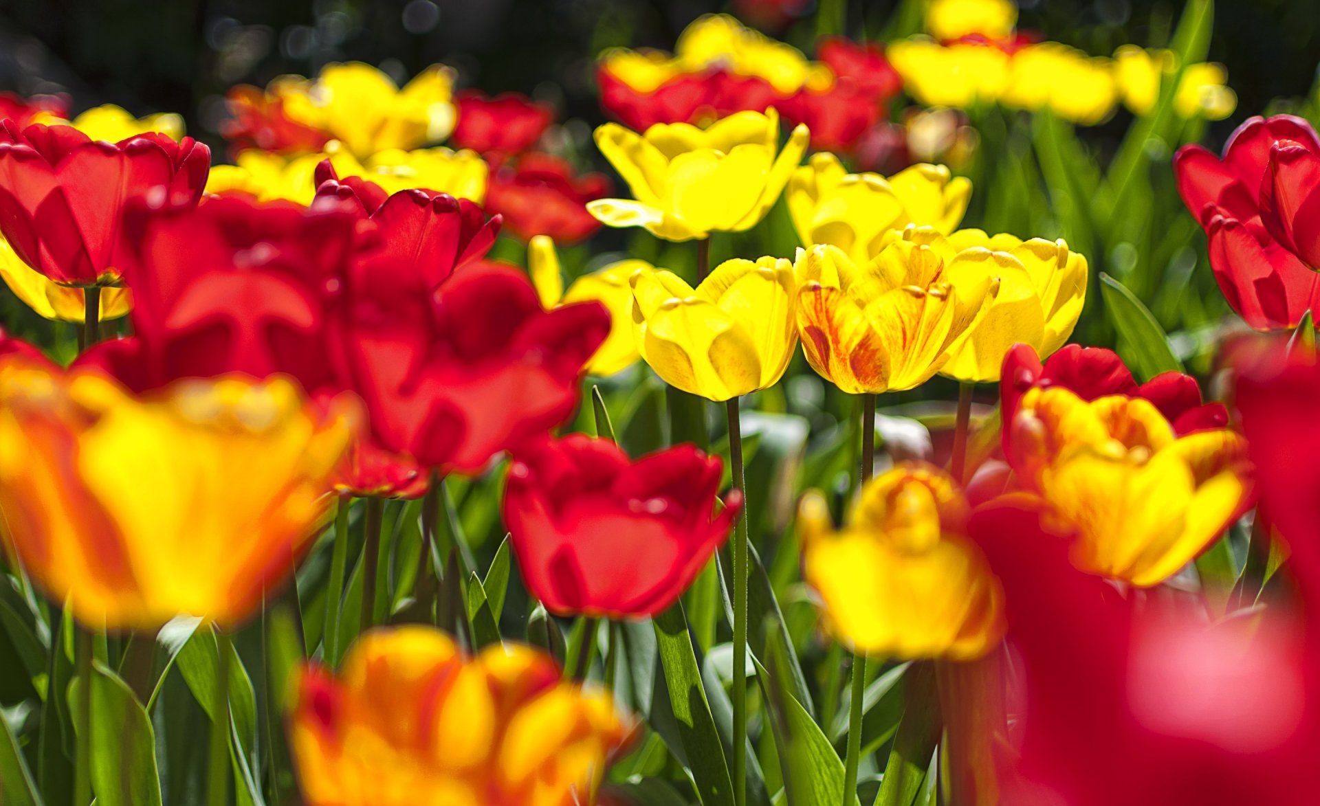 Download Red Flower Yellow Flower Summer Flower Nature Tulip HD Wallpaper