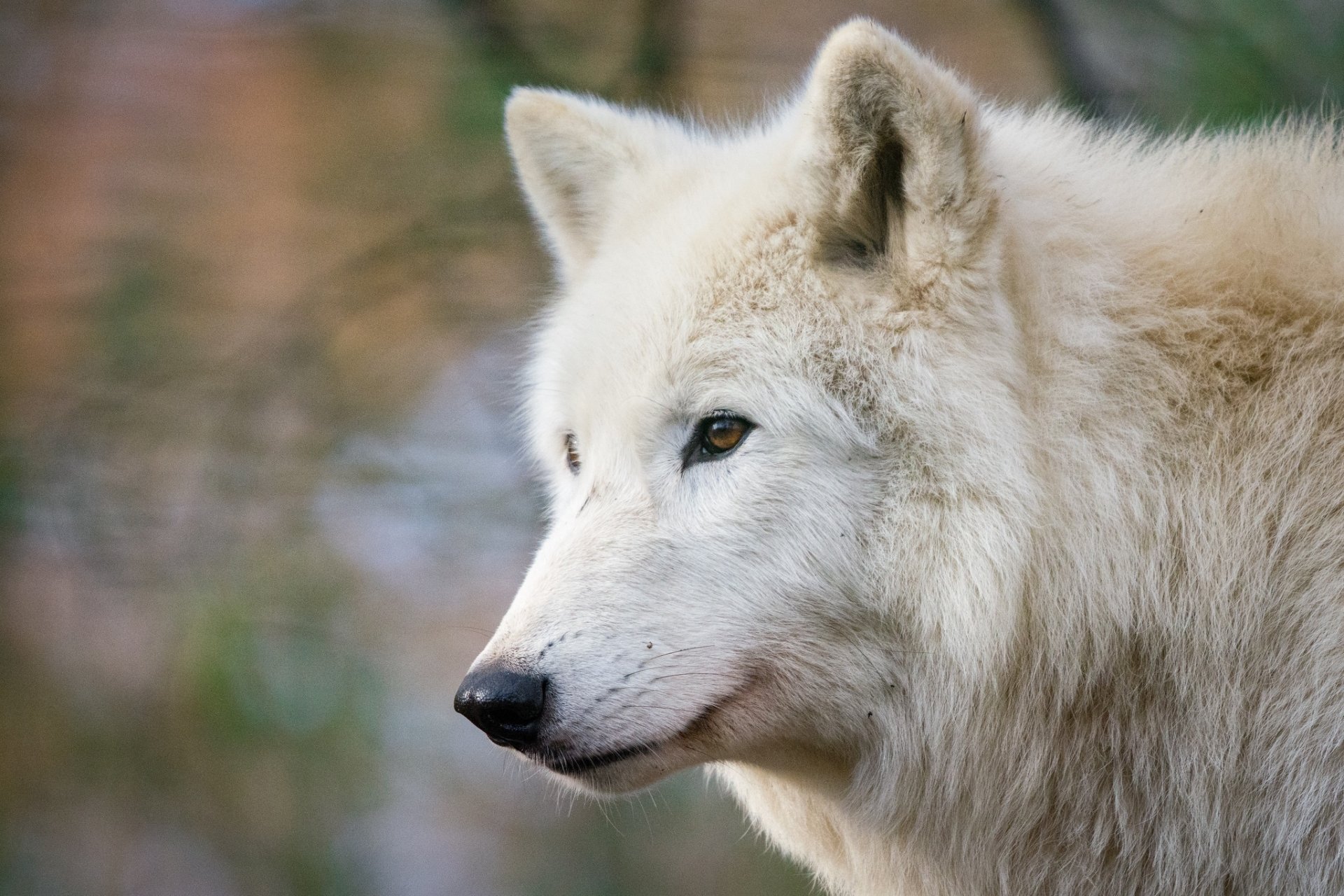 Download White Wolf Depth Of Field Animal Wolf HD Wallpaper