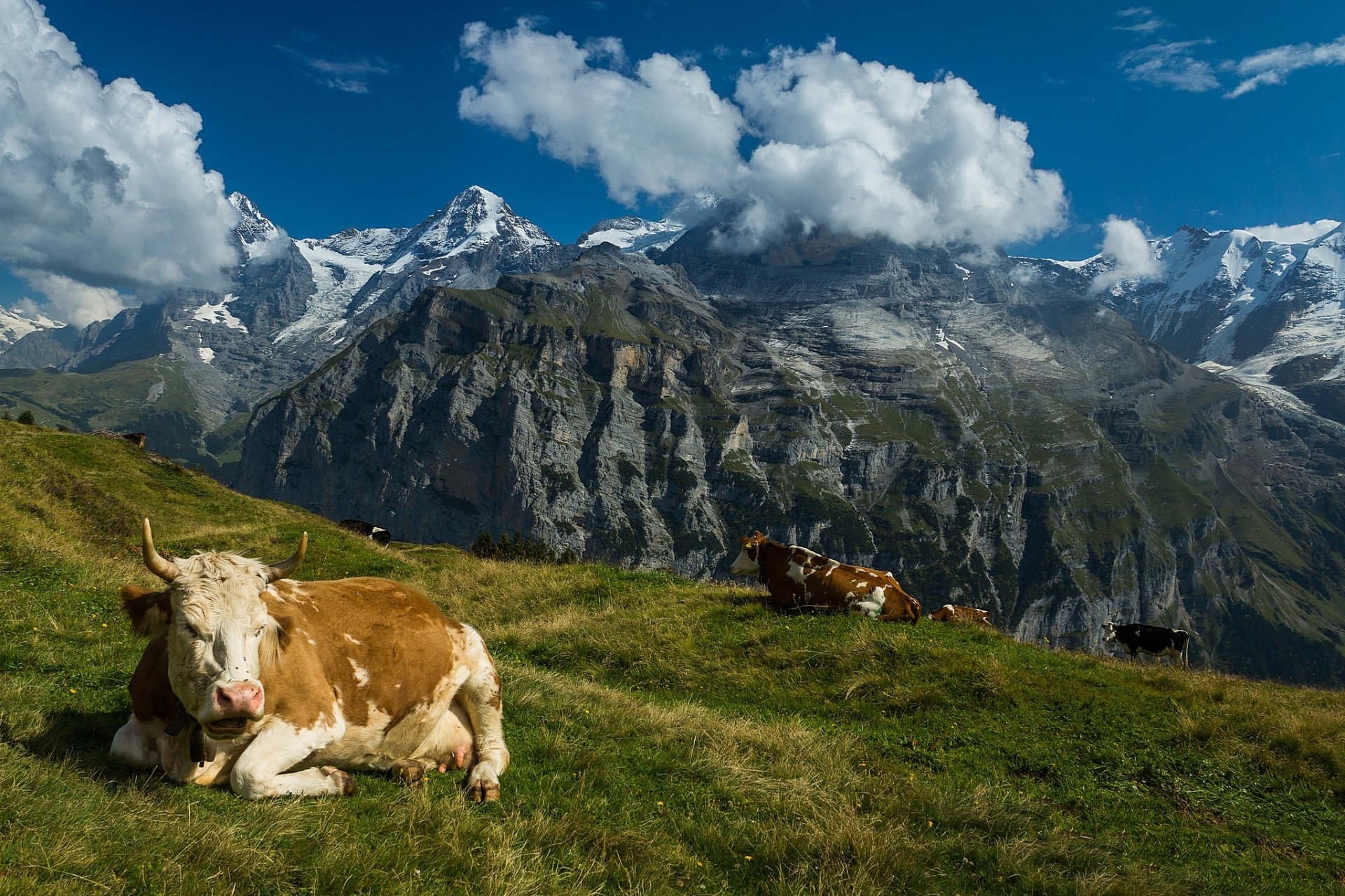 HD desktop wallpaper of cows resting on a grassy hillside with a stunning mountain range and blue sky with clouds in the background.