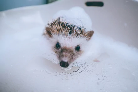 bath foam Animal hedgehog HD Desktop Wallpaper | Background Image