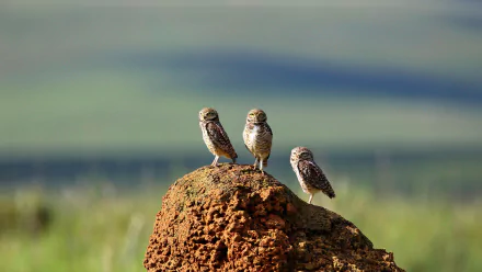 Three burrowing owls perched on a mound with a softly blurred natural background, captured with a shallow depth of field in HD quality.