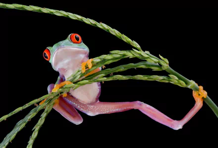 HD PC desktop wallpaper of a vibrant red-eyed tree frog clinging to green branches against a black background, highlighting the amphibian's vivid colors.