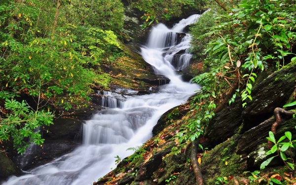 Earth Waterfall Waterfalls Forest Greenery HD Wallpaper | Background Image
