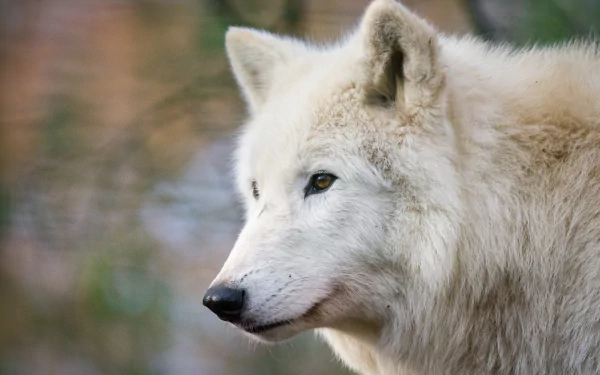 Close-up of a white wolf with sharp eyes and a blurred natural background, captured with depth of field for an HD PC desktop wallpaper and background.