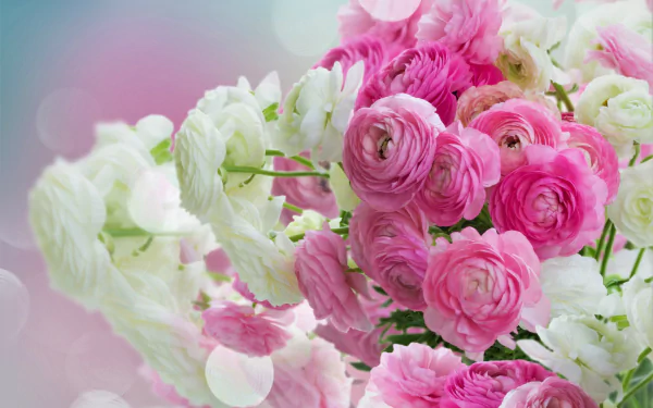 HD desktop wallpaper featuring a vibrant bouquet of pink and white ranuncula flowers against a soft, natural background.
