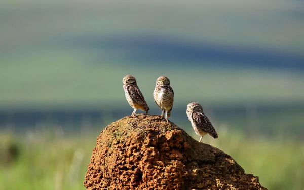 Three burrowing owls perched on a mound with a softly blurred natural background, captured with a shallow depth of field in HD quality.