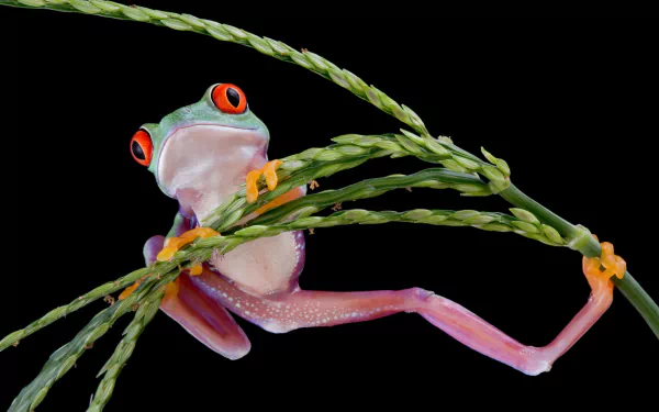 HD PC desktop wallpaper of a vibrant red-eyed tree frog clinging to green branches against a black background, highlighting the amphibian's vivid colors.