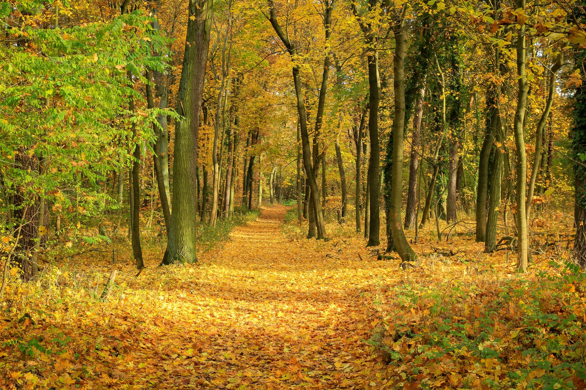 Download Forest Fall Leaf Nature Path HD Wallpaper