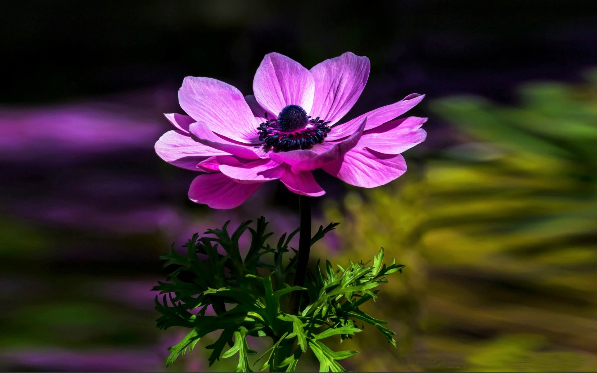 Download Purple Flower Flower Nature Anemone HD Wallpaper