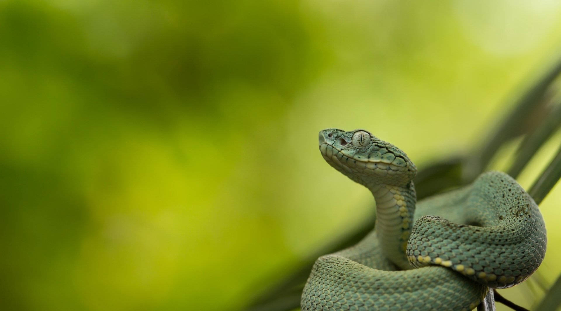 Close-up of a green viper snake coiled on a branch against blurred foliage — reptile/animal HD PC desktop wallpaper background.
