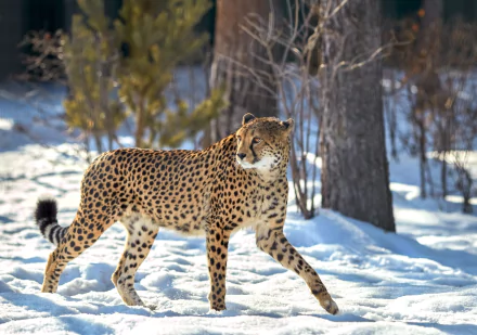 HD desktop wallpaper of a cheetah walking gracefully through a snowy landscape, with trees and bushes in the background.
