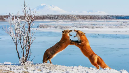 fight winter Animal fox HD Desktop Wallpaper | Background Image