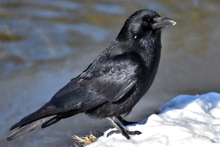 bird Animal crow HD Desktop Wallpaper | Background Image