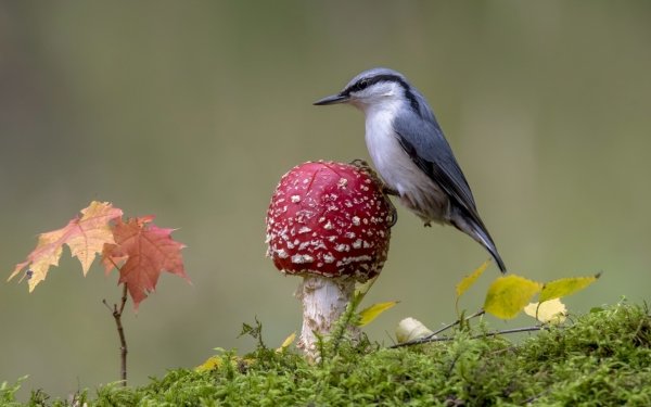 Animal Nuthatch Bird Mushroom HD Wallpaper | Background Image
