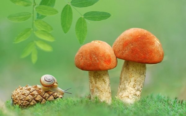 Animal Snail Macro Fall Mushroom Nature Pine Cone HD Wallpaper | Background Image