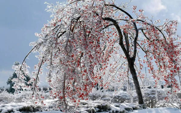 HD desktop wallpaper of a snow-covered tree with frozen red berries, set in a serene winter nature landscape under a pale blue sky.