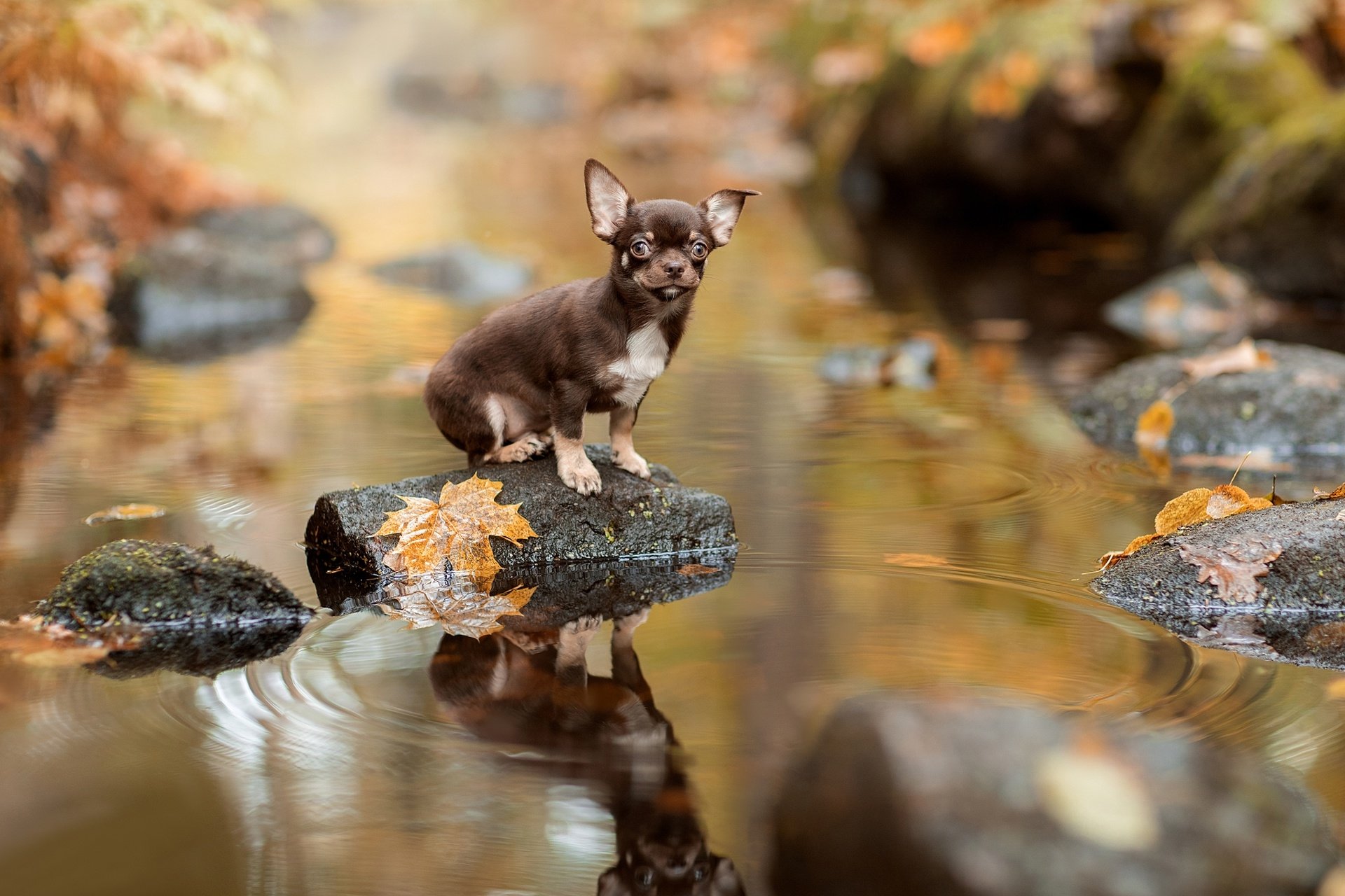 Chihuahua in Autumn Stream Reflection - HD Wallpaper