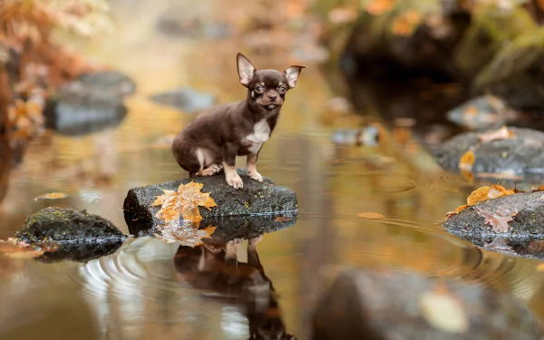 A chihuahua sitting on a rock in a stream, surrounded by autumn leaves. The photo features depth of field and reflections in the water, creating a serene and picturesque scene. HD desktop wallpaper background.