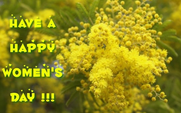 Holiday Women's Day Statement Yellow Flower Wattle Happy Women's Day HD Wallpaper | Background Image