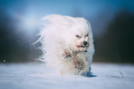 A Havanese dog joyfully runs through snow, its long white fur flowing in the wind against a blurred outdoor background. HD desktop wallpaper and background.