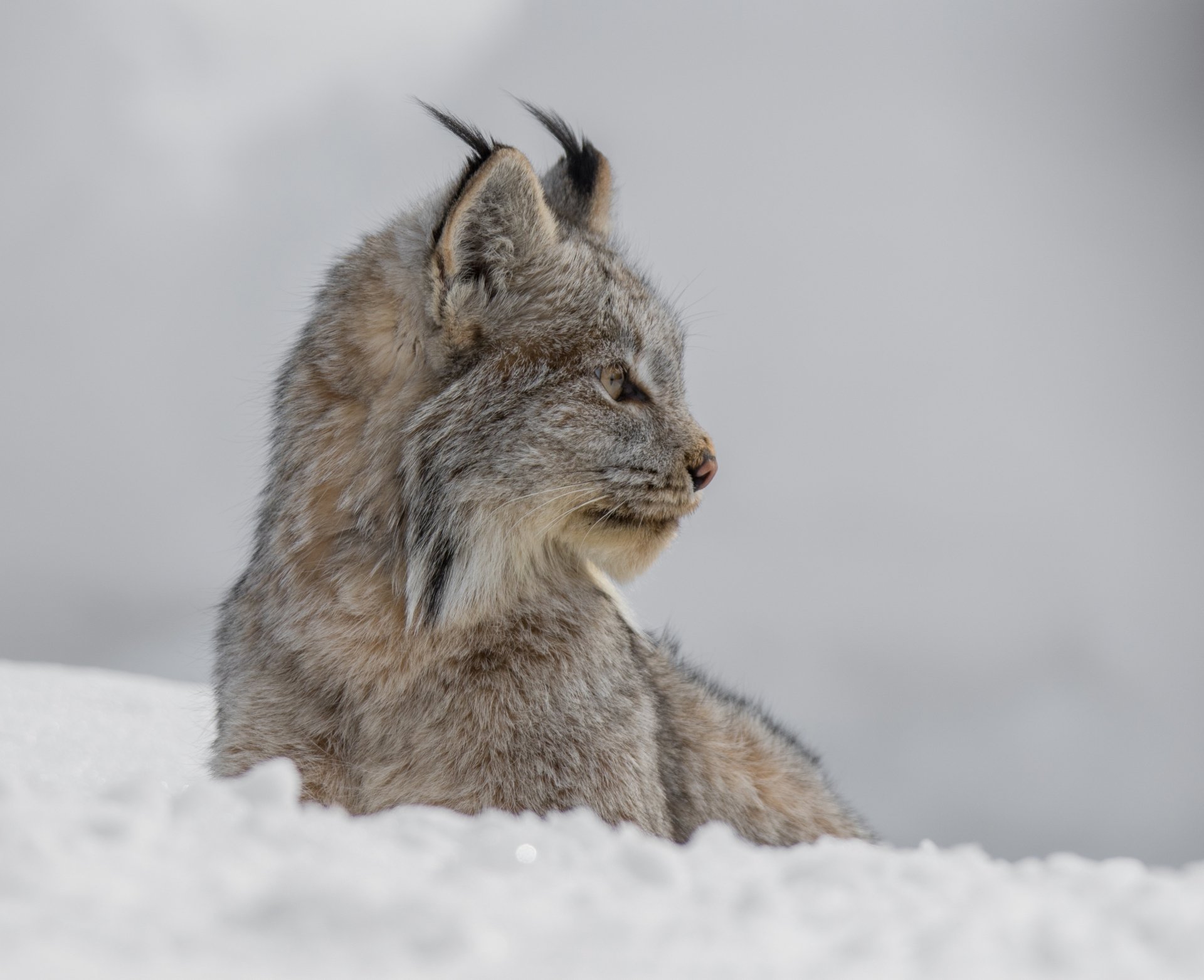 Close-up profile of a lynx resting in snow, captured in sharp detail for a 4K Ultra HD PC desktop wallpaper and background.