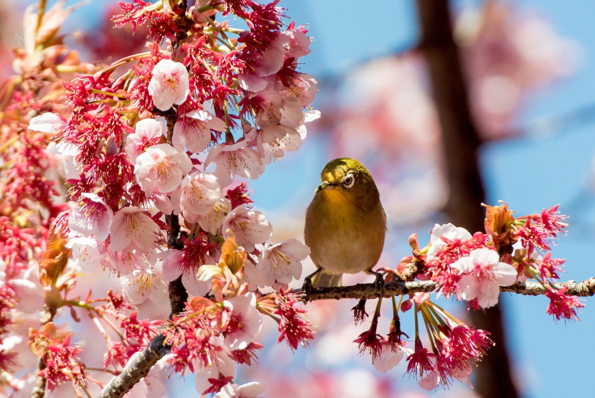 Download Pink Flower Spring Blossom Branch Animal White-eye HD Wallpaper