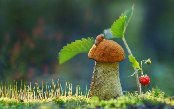 Earth Mushroom Nature Macro HD Wallpaper | Background Image