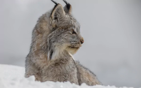 Close-up profile of a lynx resting in snow, captured in sharp detail for a 4K Ultra HD PC desktop wallpaper and background.
