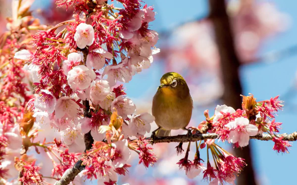 A white-eye bird perched on a branch of pink spring blossoms against a clear blue sky, captured in HD for a vibrant desktop wallpaper.