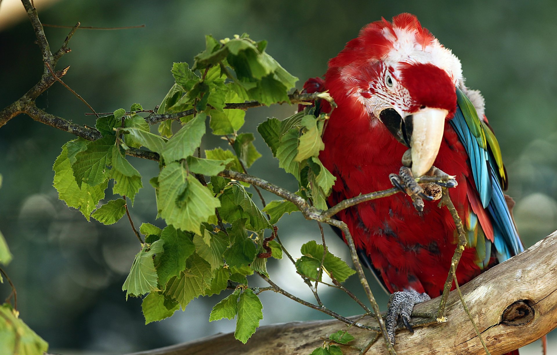 A vibrant red-and-green macaw perched on a branch nibbling on a twig, set against a blurred natural background in this HD PC desktop wallpaper.
